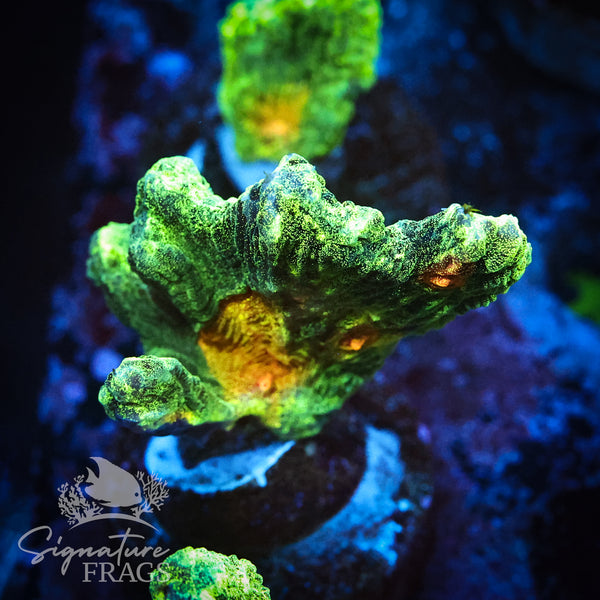 Space Invader Pectinia