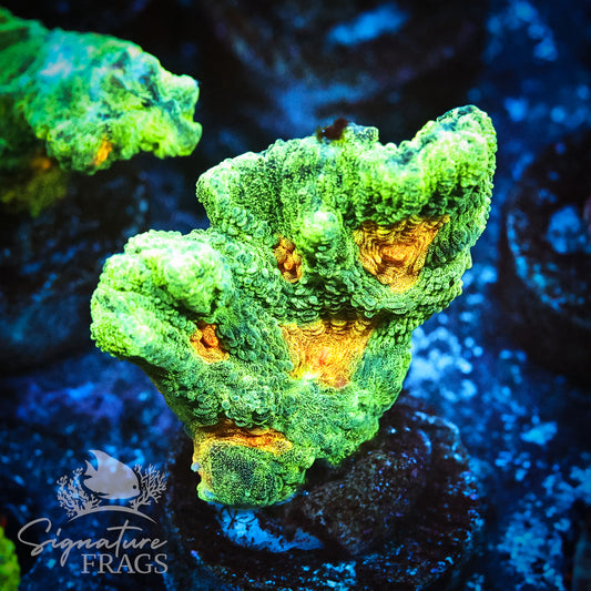 Space Invader Pectinia