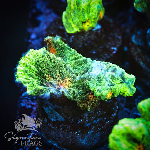 Space Invader Pectinia