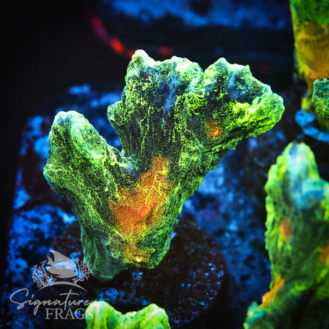 Space Invader Pectinia