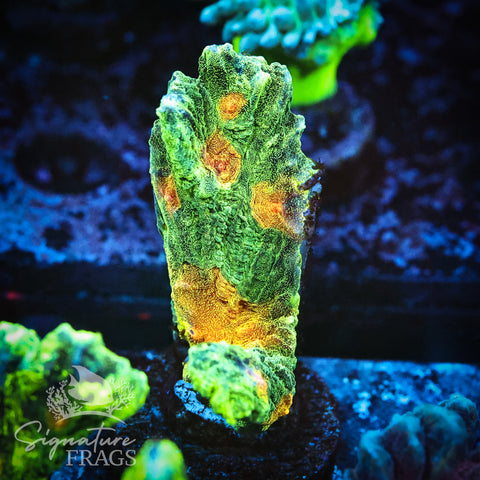 Space Invader Pectinia