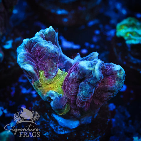 Red Space Invader Pectinia