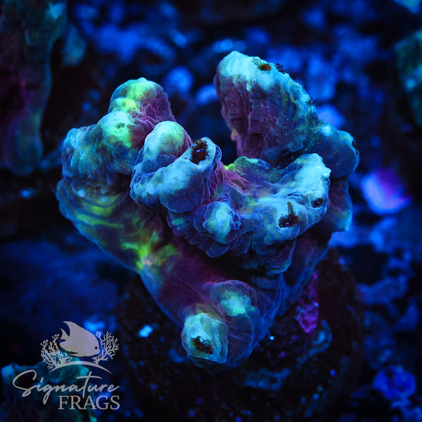 Red Space Invader Pectinia