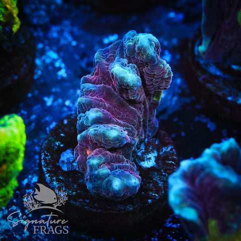 Red Space Invader Pectinia