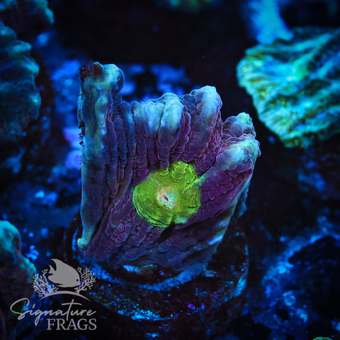 Red Space Invader Pectinia