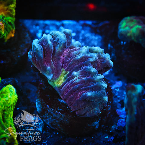 Red Space Invader Pectinia