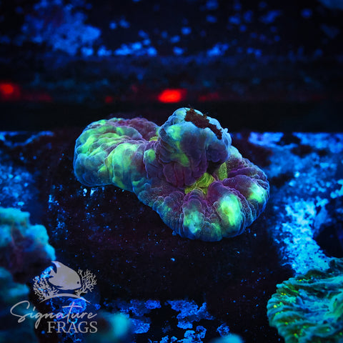 Red Space Invader Pectinia