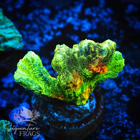 Space Invader Pectinia