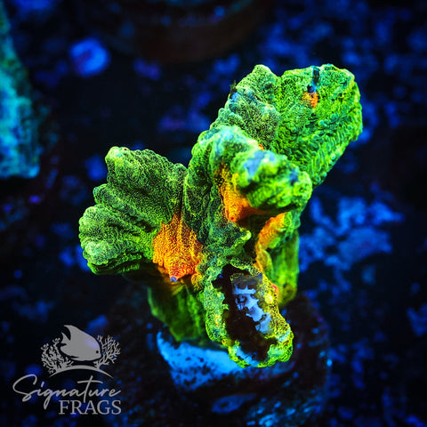 Space Invader Pectinia