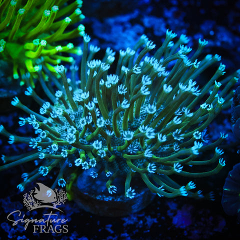 Blue Polyp Toadstool