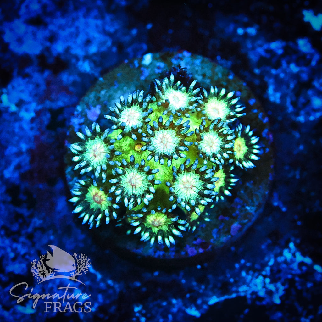 Yellow Mouth Glitter Goni