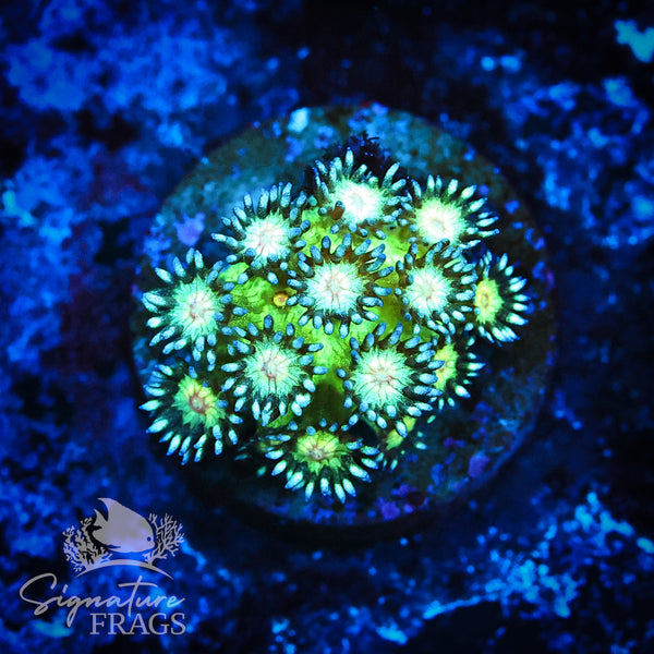 Yellow Mouth Glitter Goni