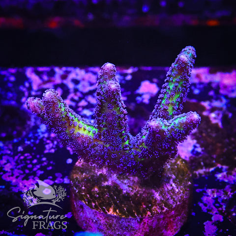 Bird of Paradise Calendrium