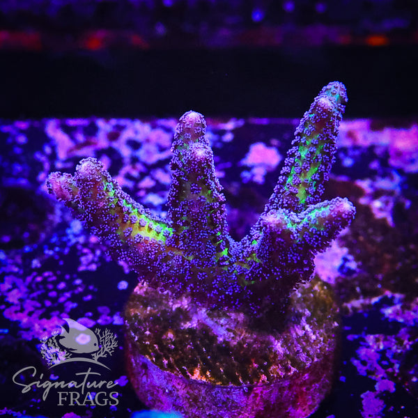 Bird of Paradise Calendrium