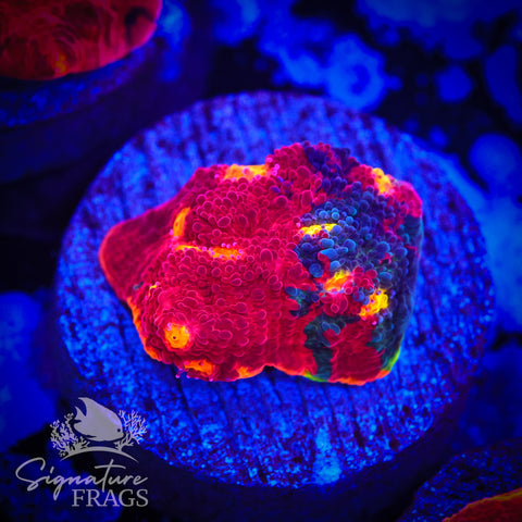 Fireworks Rainbow Chalice