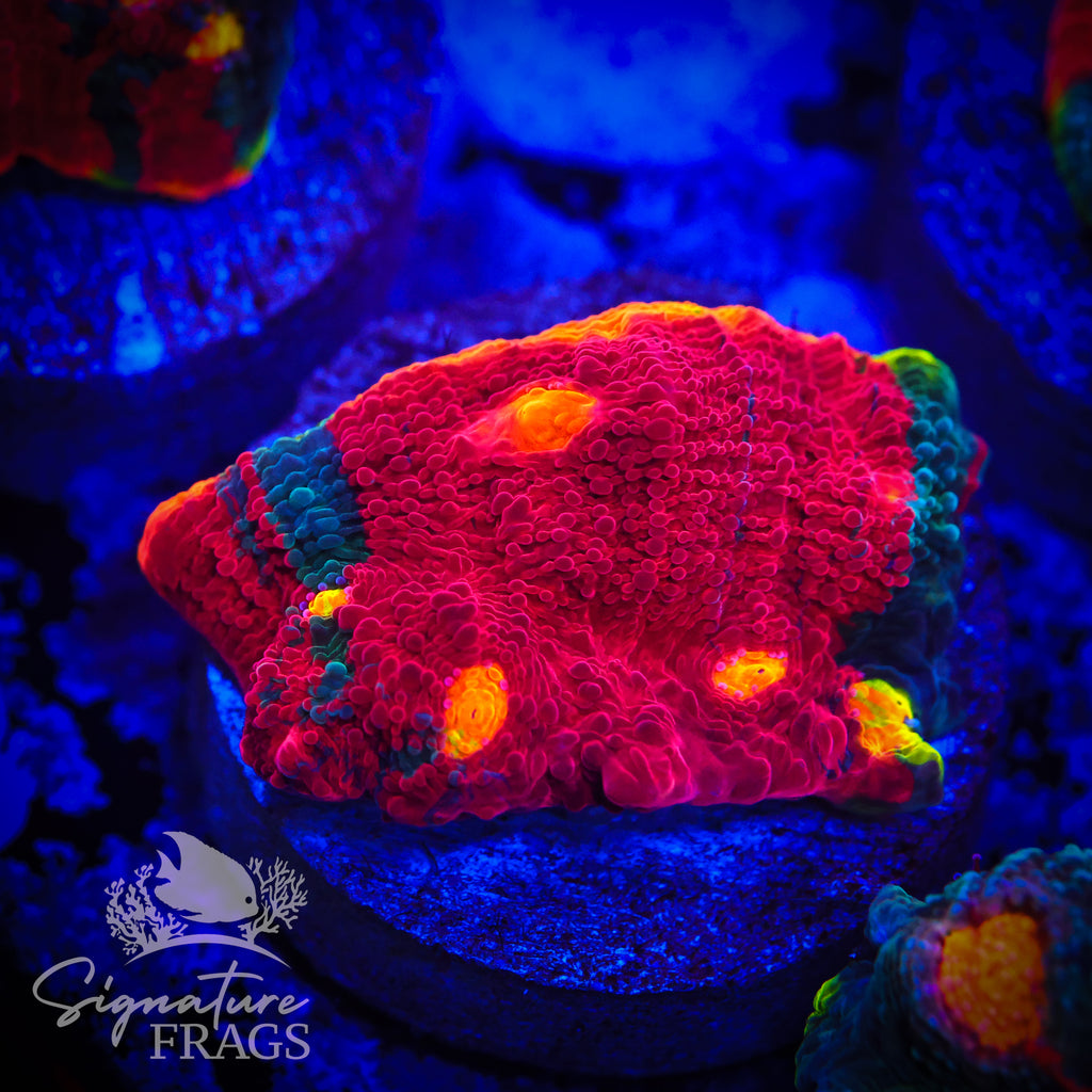 Fireworks Rainbow Chalice