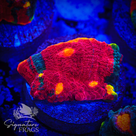 Fireworks Rainbow Chalice