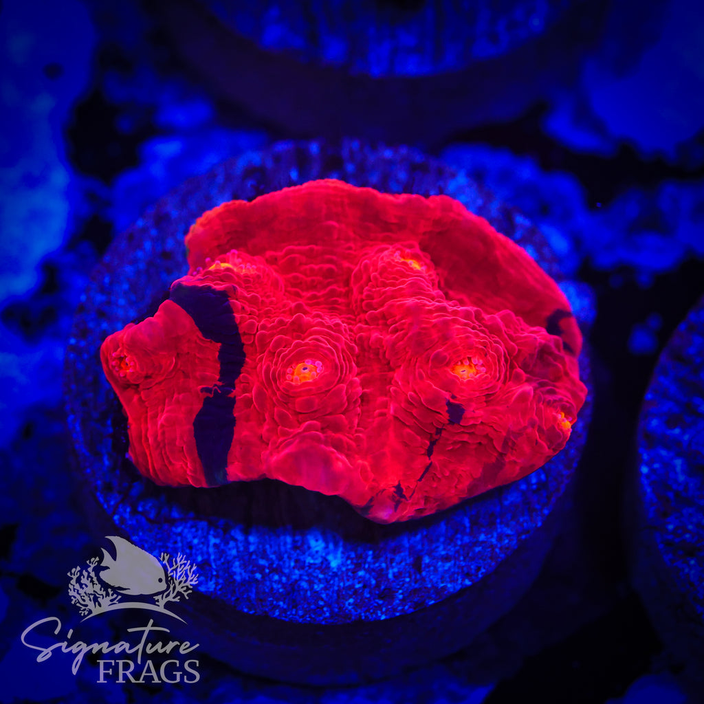 Deep Rainbow Chalice