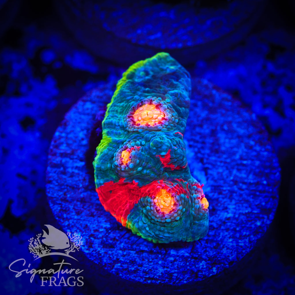 Dynamite Rainbow Chalice