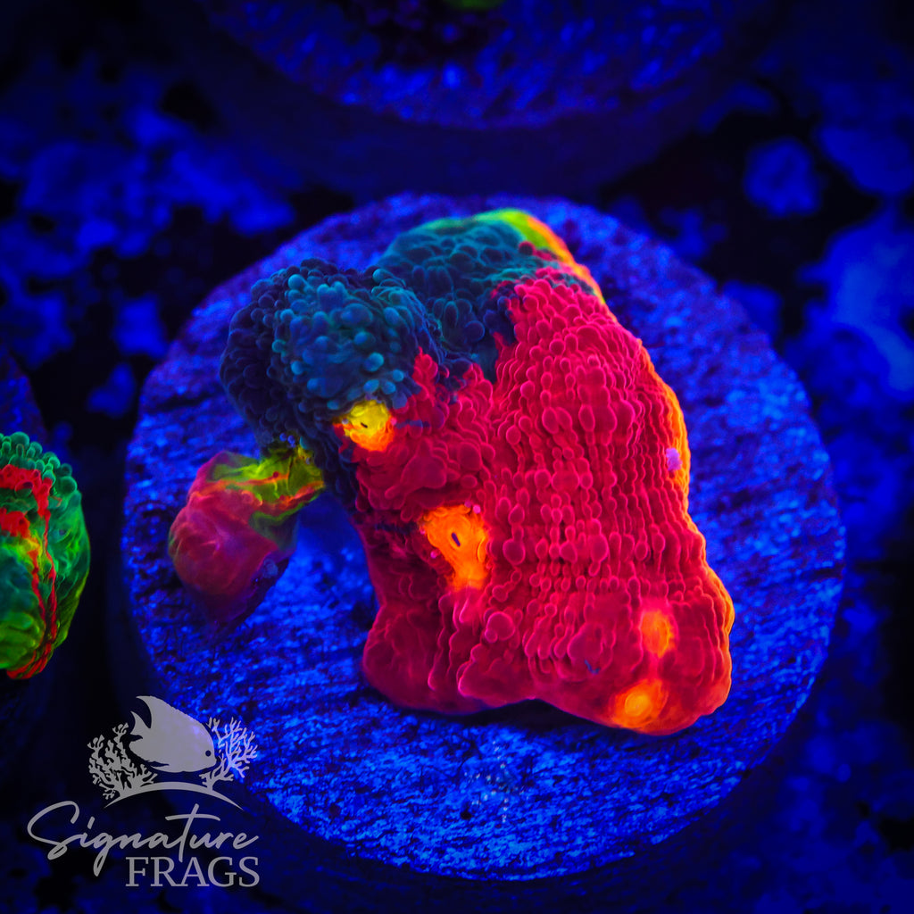 Fireworks Rainbow Chalice