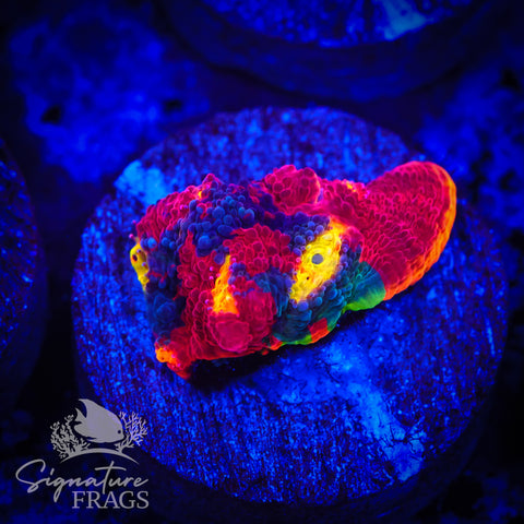 Fireworks Rainbow Chalice