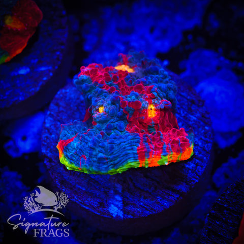 Rainbow Crush Chalice