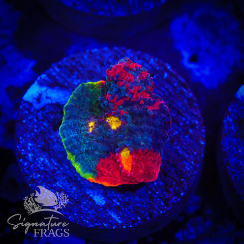 Rainbow Crush Chalice