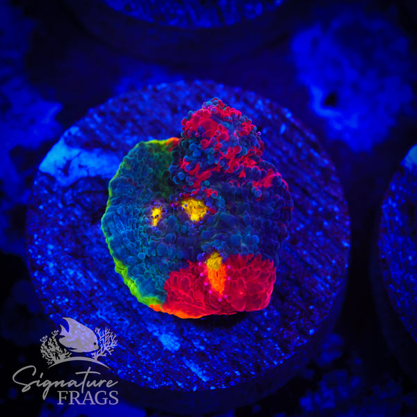 Rainbow Crush Chalice – Signature frags