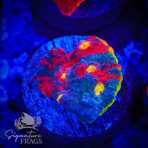 Rainbow Crush Chalice