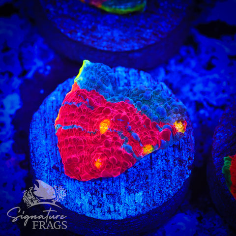 Rainbow Crush Chalice