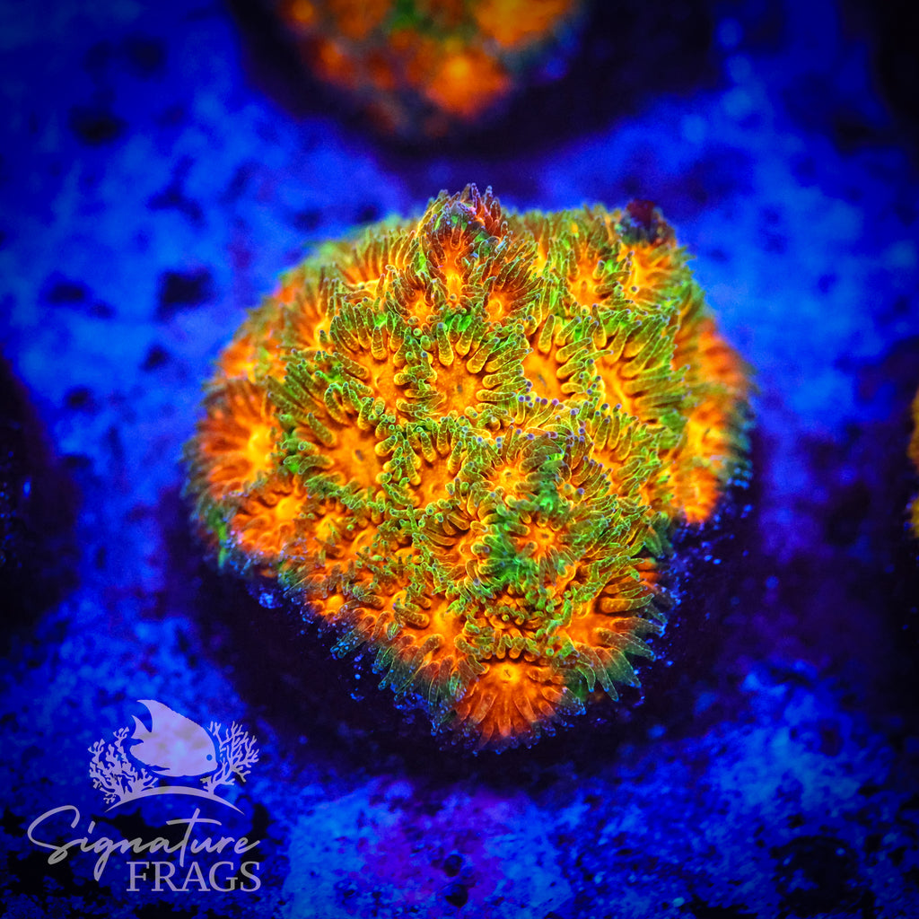 John Deere Leptestrea