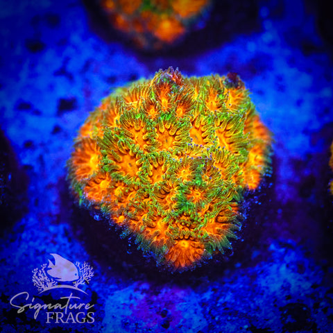 John Deere Leptestrea