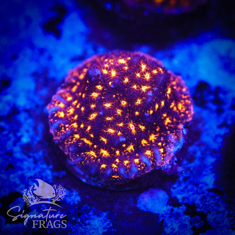 Mad Martian Leptoseris