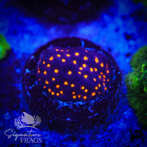 Outer Space Psammocora