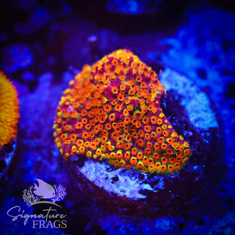 Looney Tunes Stylocoeniella