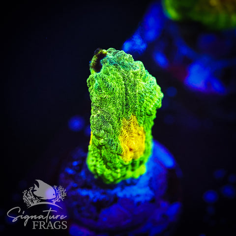 Space Invader Pectinia