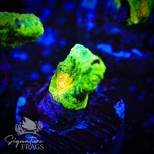 Space Invader Pectinia