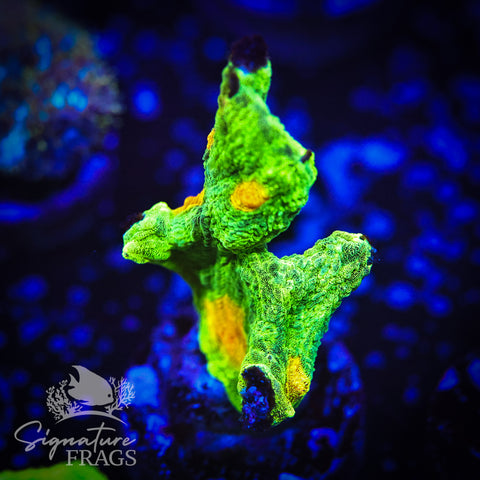 Space Invader Pectinia