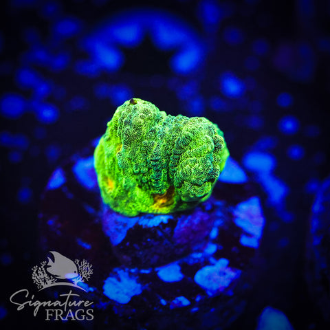 Space Invader Pectinia