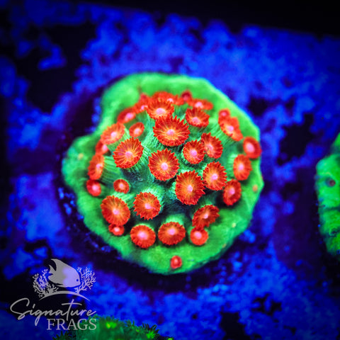 Jingle Bells Cyphastrea