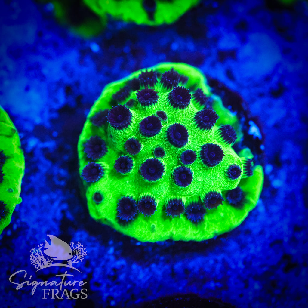 Mardi Gras Cyphastrea