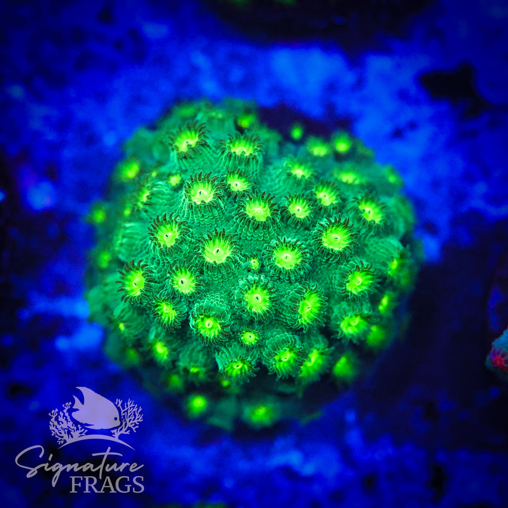 Dark Apostle Cyphastrea