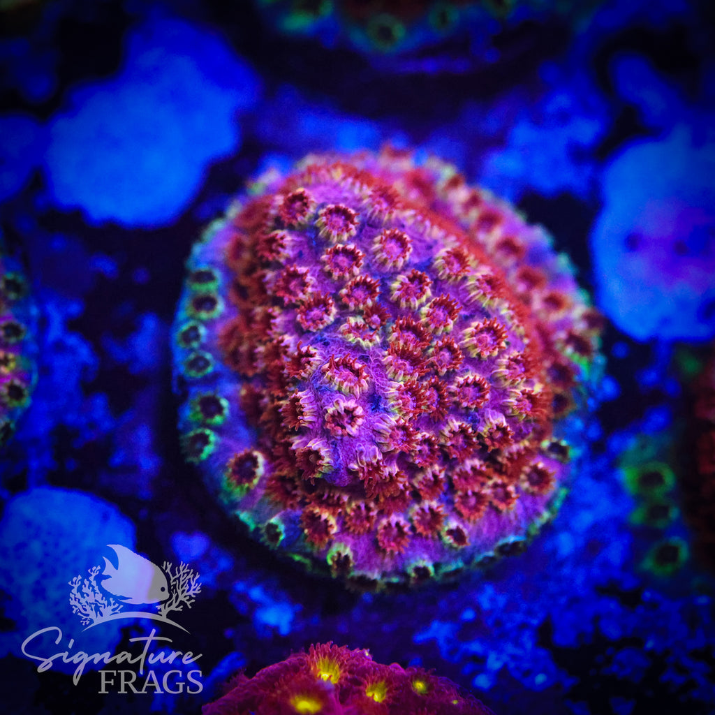 Skittles Rainbow Cyphastrea