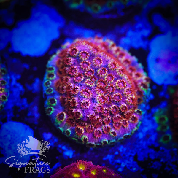 Skittles Rainbow Cyphastrea