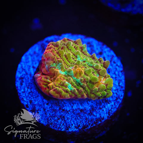 Rainbow Convict Chalice