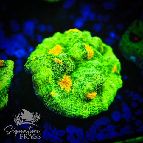 Space Invader Chalice