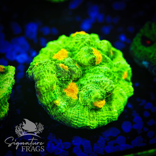 Space Invader Chalice