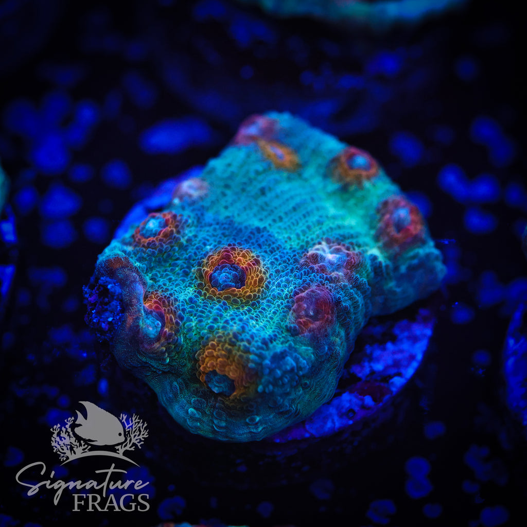 Pimple Popper Chalice