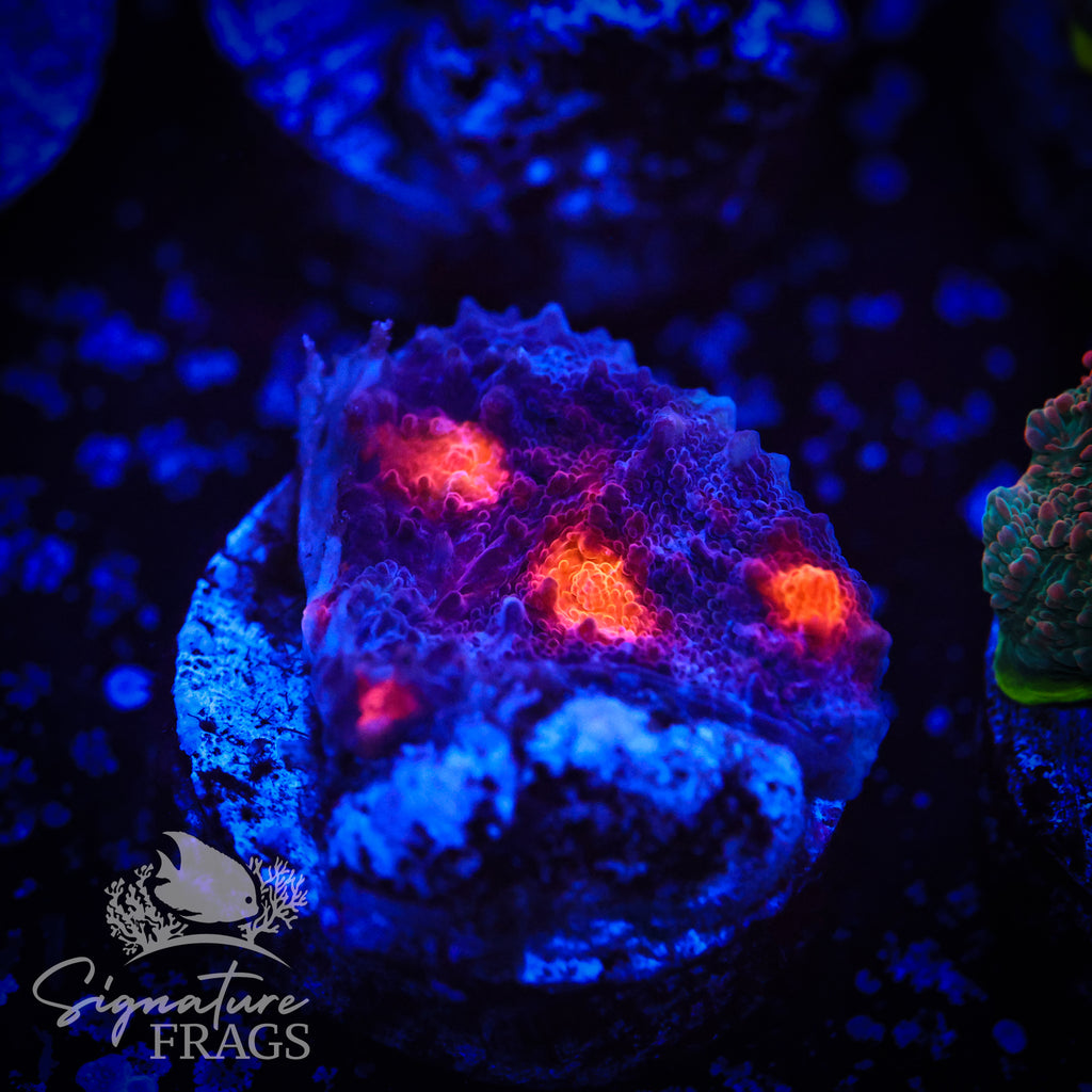 Burning Embre Chalice