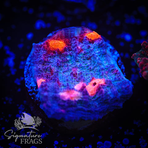 Burning Embre Chalice